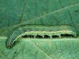 Armyworms on Leaf — Fort Myers, FL — Perfection Lawn & Pest Control Inc
