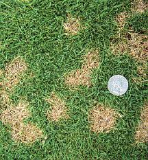 Spots of Fungus on Grass — Fort Myers, FL — Perfection Lawn & Pest Control Inc