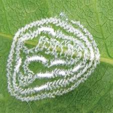 Spiraling Whitefly on Leaf — Fort Myers, FL — Perfection Lawn & Pest Control Inc