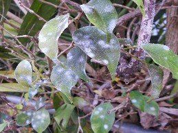 Ficus Whitefly on Leaves — Fort Myers, FL — Perfection Lawn & Pest Control Inc