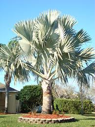 Big Palm Tree — Fort Myers, FL — Perfection Lawn & Pest Control Inc