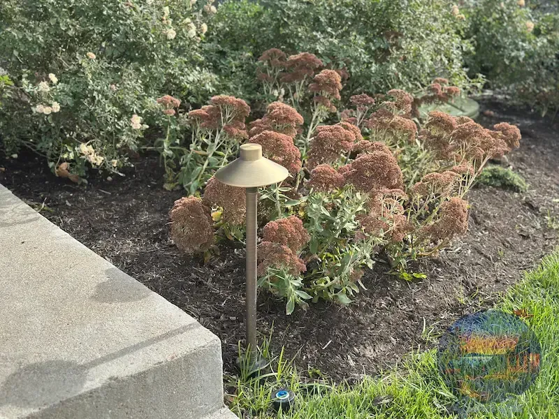 Bronze landscape light next to a patch of sedum plants with brown flower heads.