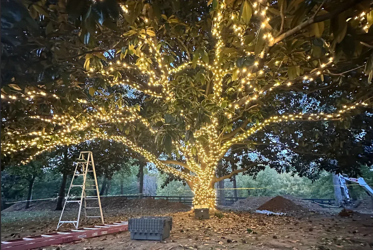 Tree covered in warm white string lights, with a ladder nearby.