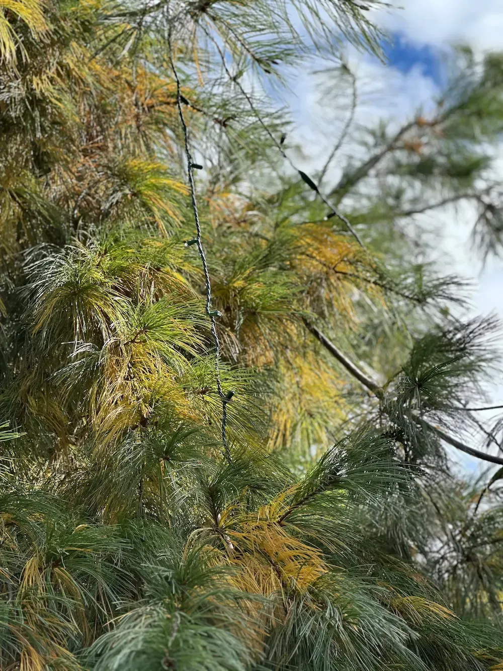 Pine tree branches with green and yellow needles against a partly cloudy blue sky.