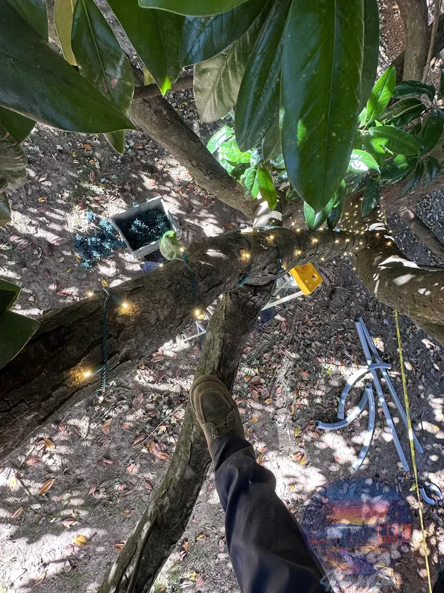 Person sitting in a tree, view from below. Twinkling lights strung on branches, ground visible, sunny.
