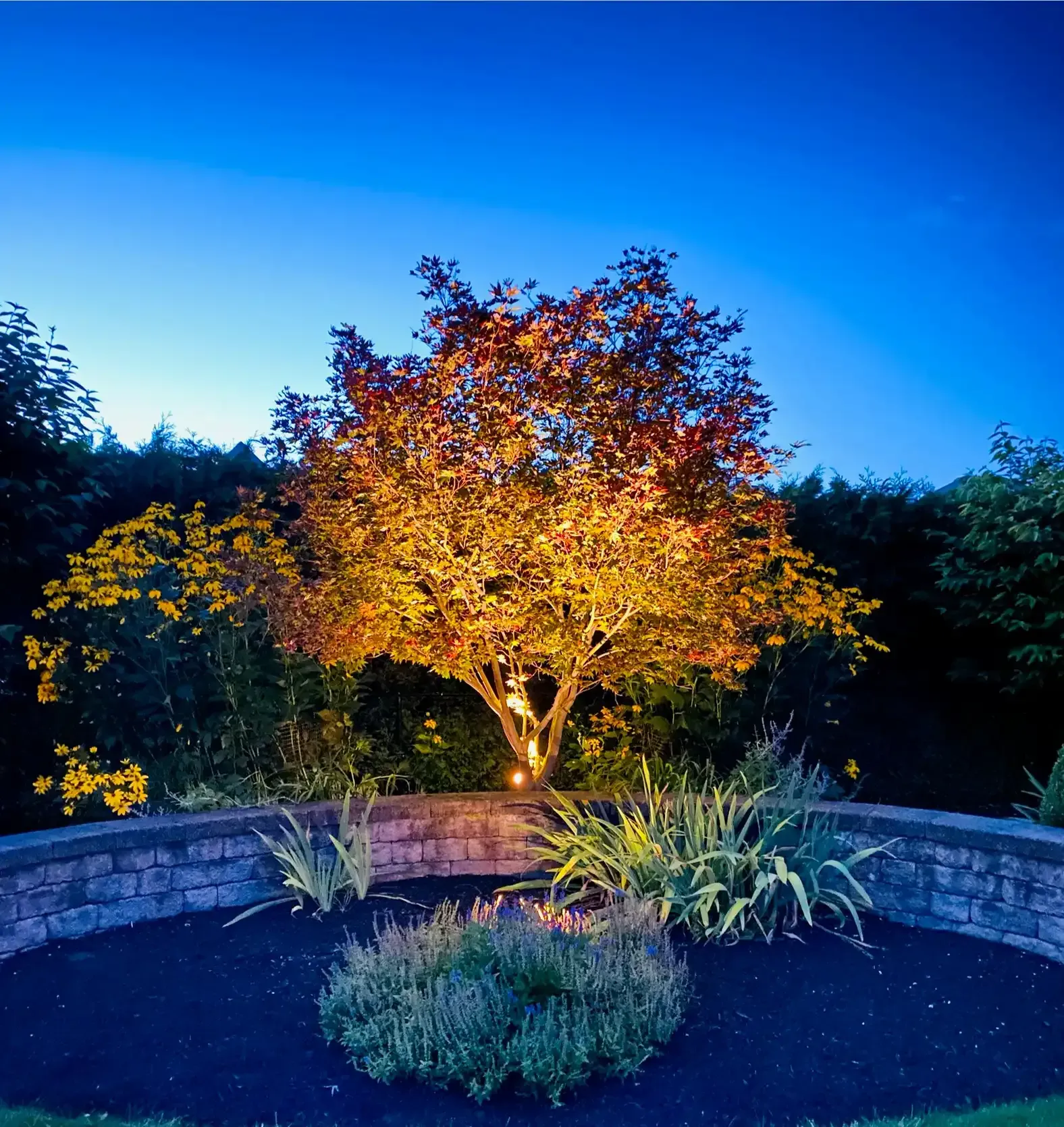 Tree with illuminated orange leaves, surrounded by plants and a dark circular bed, at dusk.