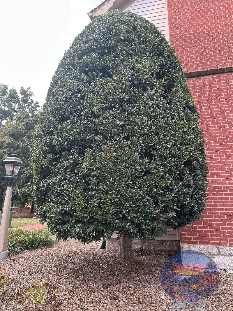 Oval-shaped evergreen tree with dark green leaves next to a red brick wall. The ground is covered in fallen leaves.