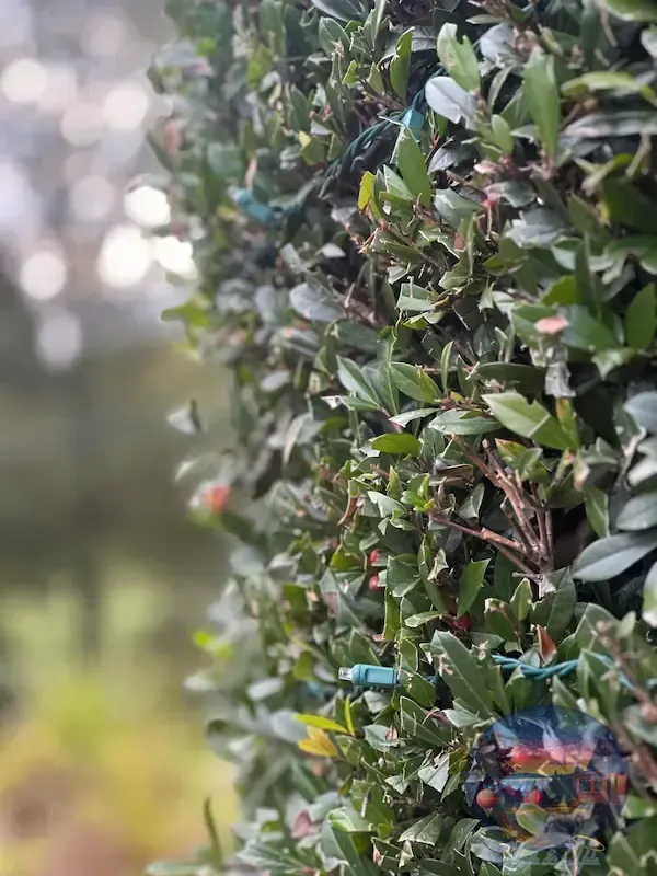Close-up of a green bush with small red berries, a string of green lights are visible.