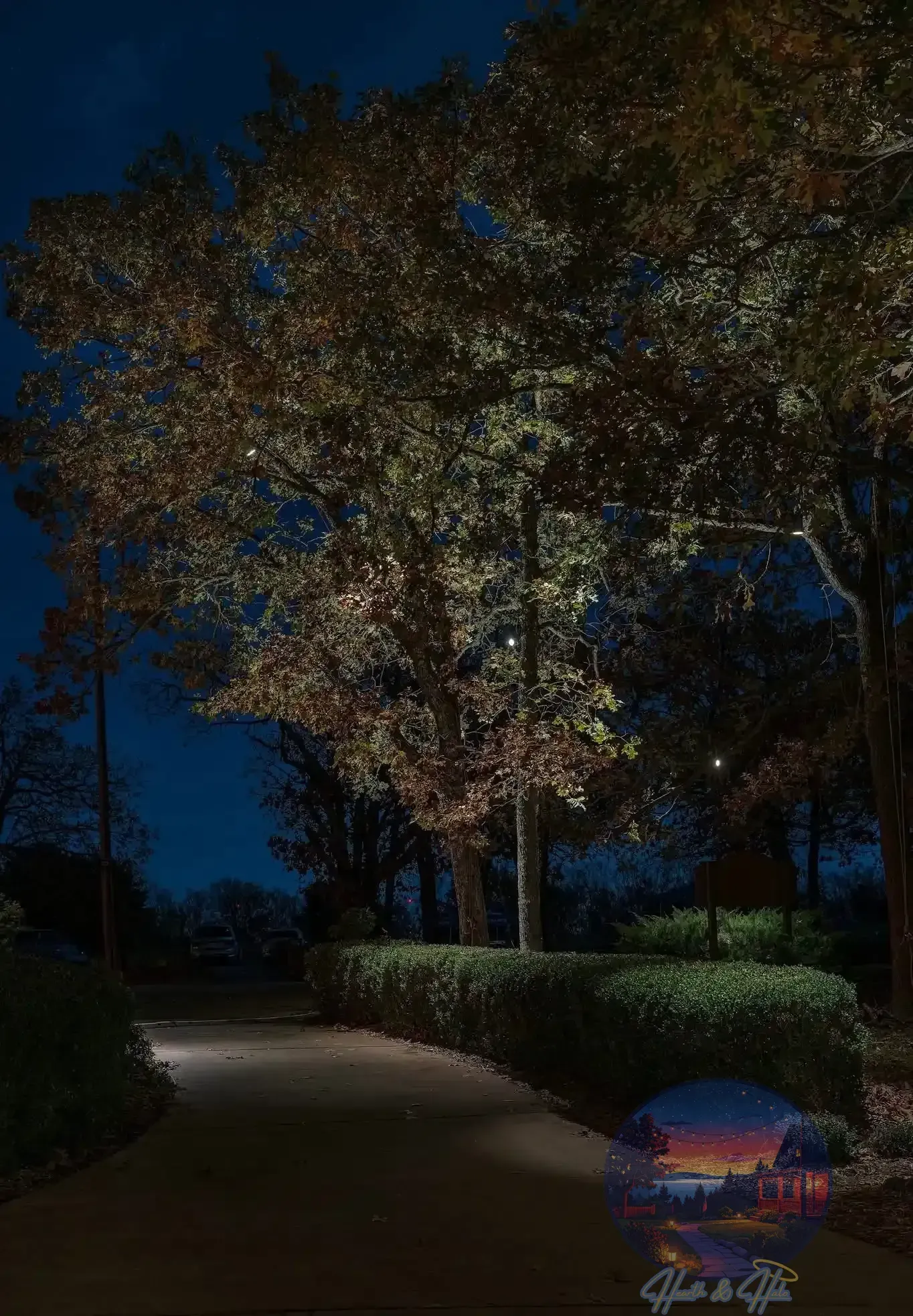 Path illuminated at night, tree lit with spotlights, dark blue sky.