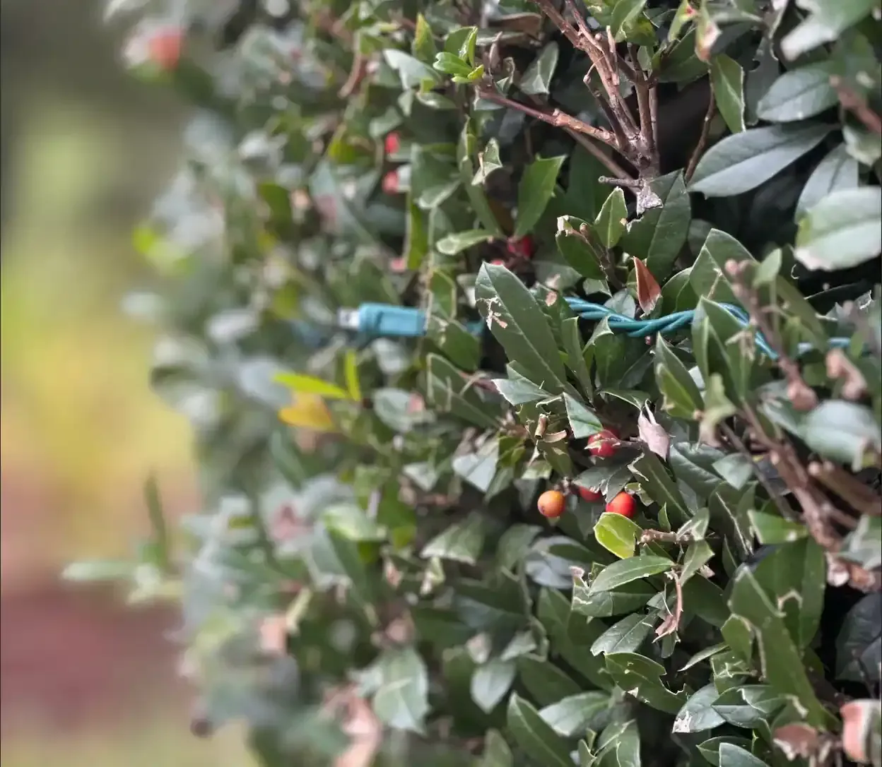 Green leafy bush with red berries, some damage on leaves.