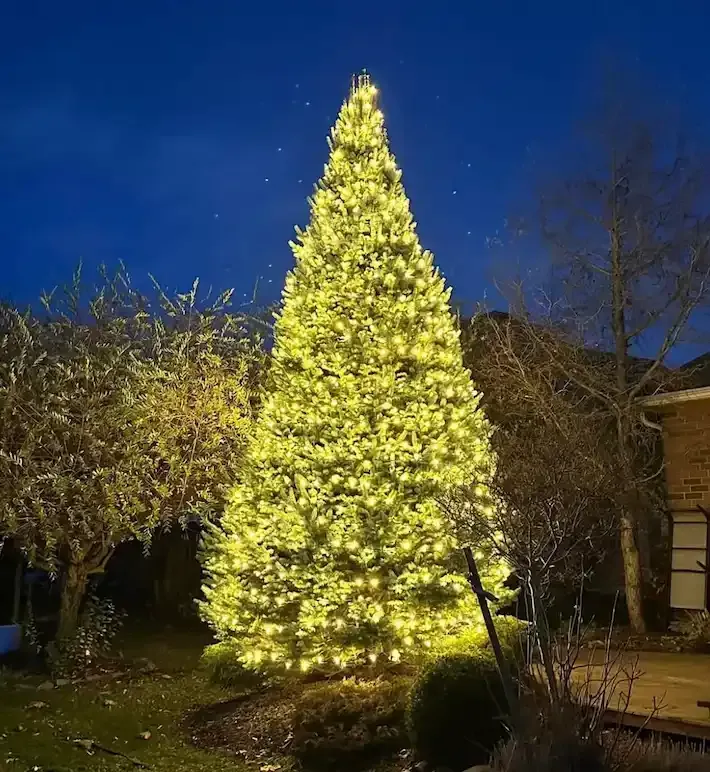 Large Christmas tree illuminated with yellow lights against a dark blue sky.