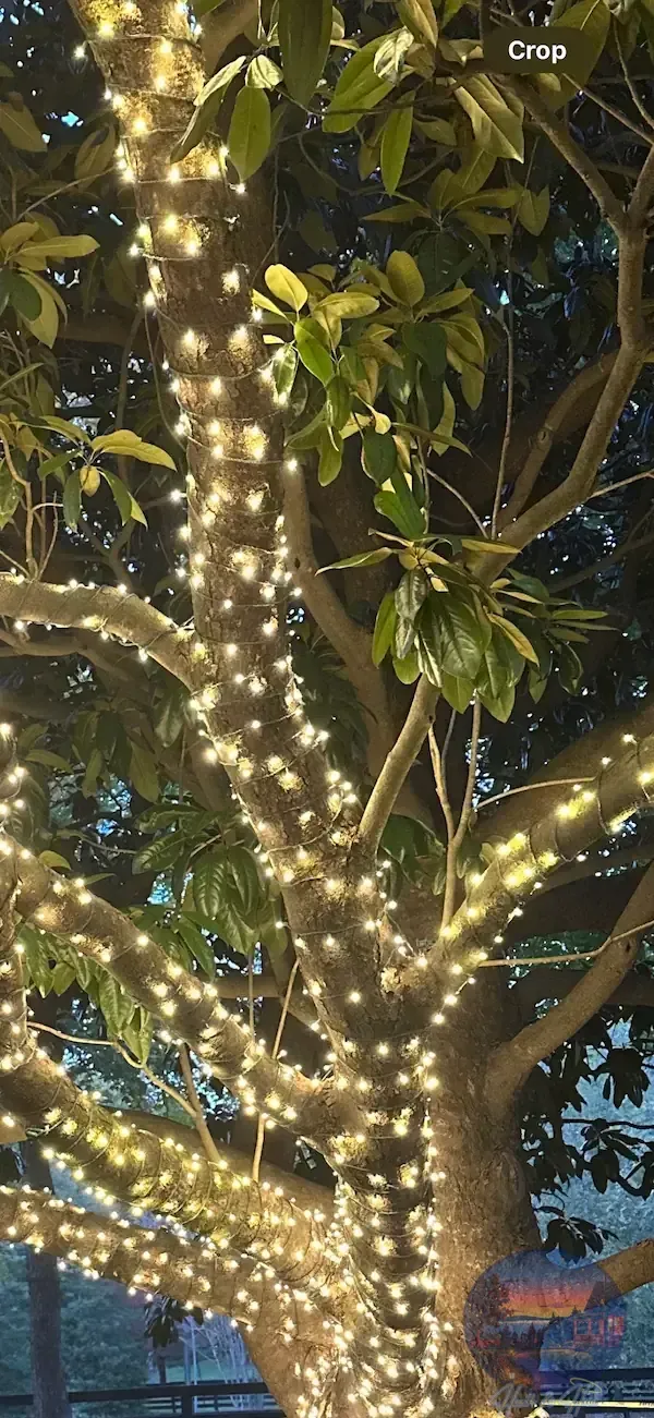 A tree wrapped in string lights, with green leaves, at dusk.
