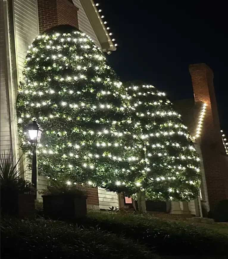 Two green bushes covered in white string lights, lit at night, next to a white building.