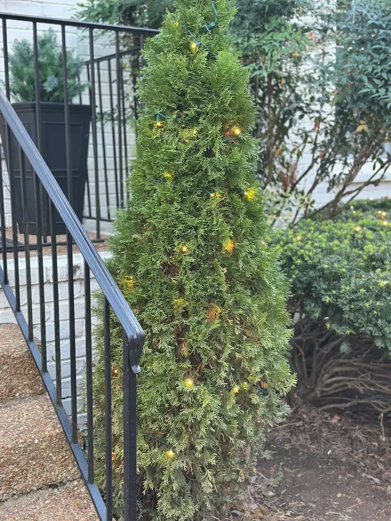 Green, conical evergreen shrub with golden lights; next to a black metal railing and a black planter.
