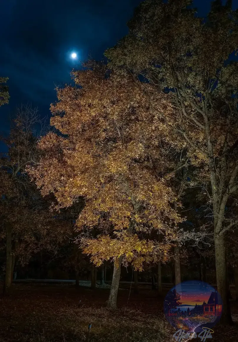 Path illuminated at night, tree lit with spotlights, dark blue sky.