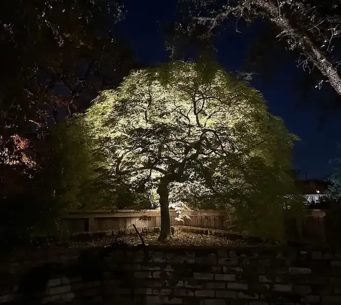 A tree illuminated at night, its leaves lit up, with a wooden fence and dark sky in the background.