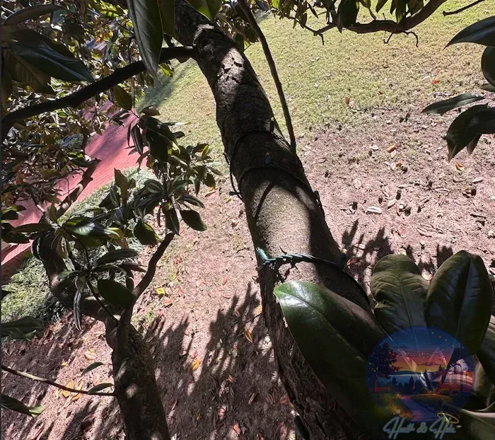 Tree trunk with dark green leaves and a black string wrapped around it.