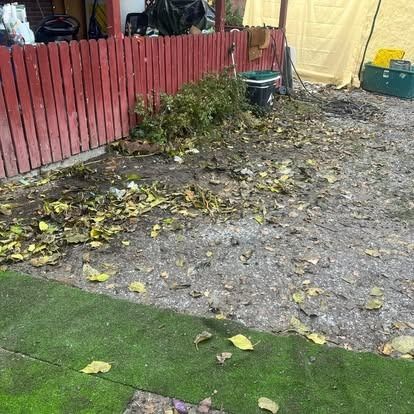 There is a lot of leaves on the ground in the backyard.