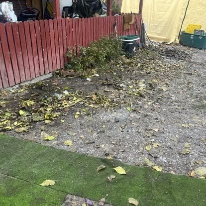 There are a lot of leaves on the ground in the backyard.