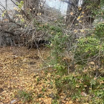 A bunch of leaves are laying on the ground in a yard.