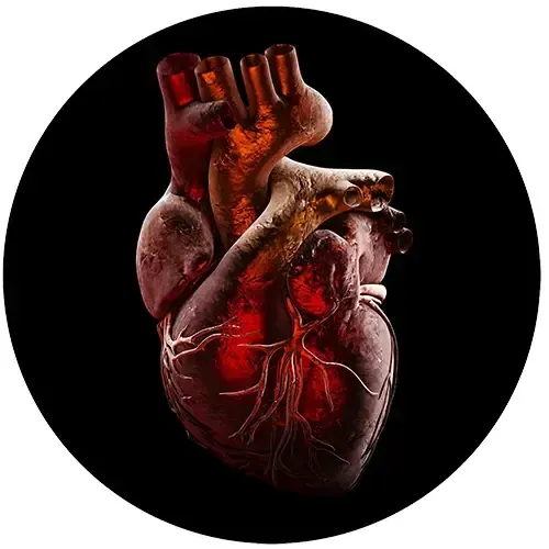 A photo-realistic image of  heart, lit from behind, on a black background.