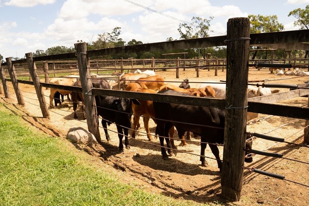 A Herd Of Cattle Are Standing Behind A Wooden Fence — Aspire Diesel In Gracemere, QLD