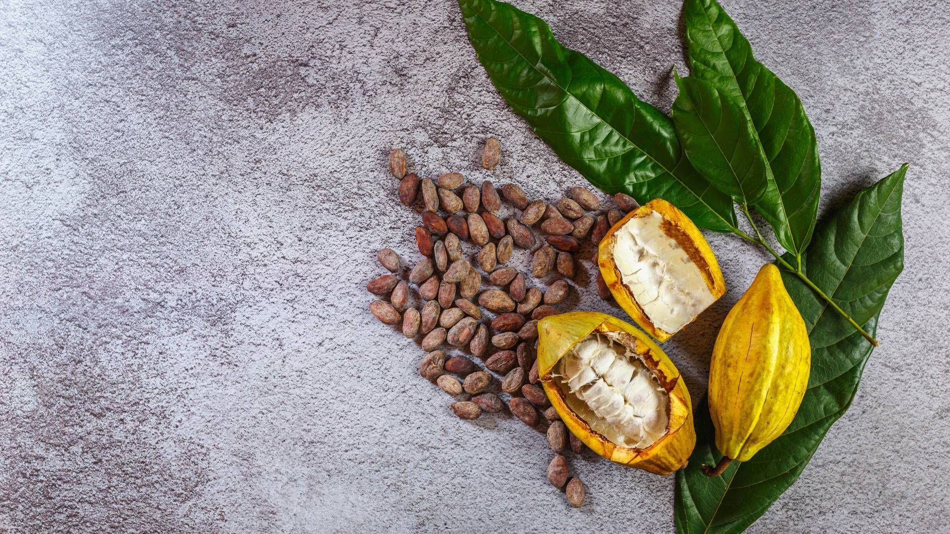 Um close de uma vagem de cacau com grãos e folhas sobre uma mesa.