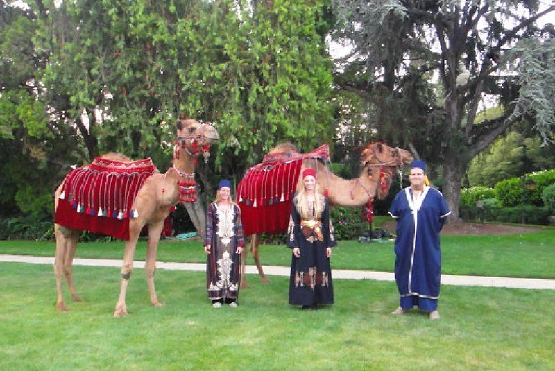 Exotic animals image showing colorfully decorated Camel greeters