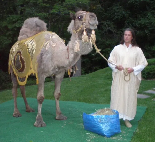 Live camel at Moroccan themed event