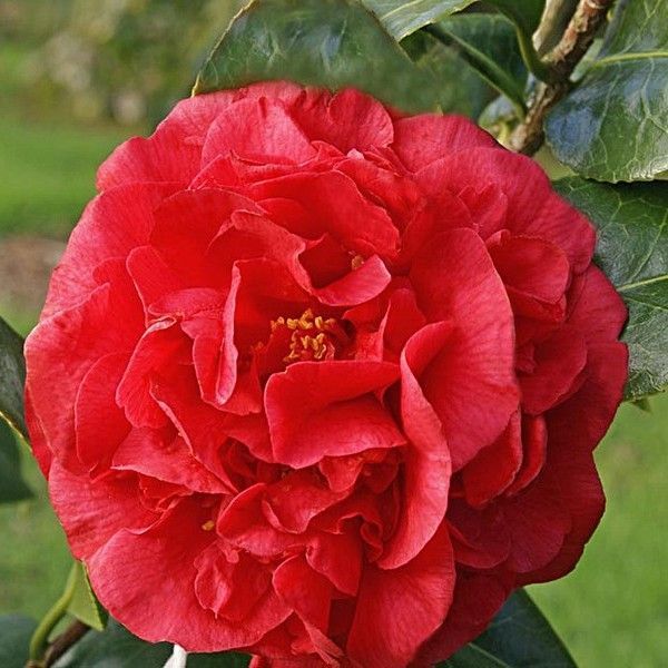 Colorful tulips blooming in a garden; pink, white, red, yellow, and orange petals.