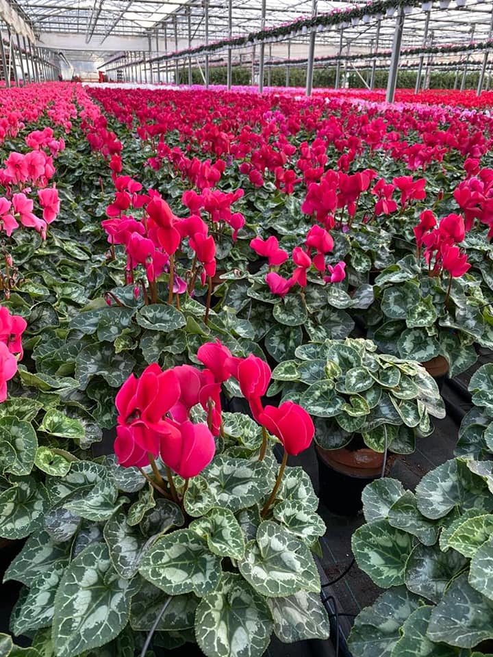 fiori per interno ed esterno