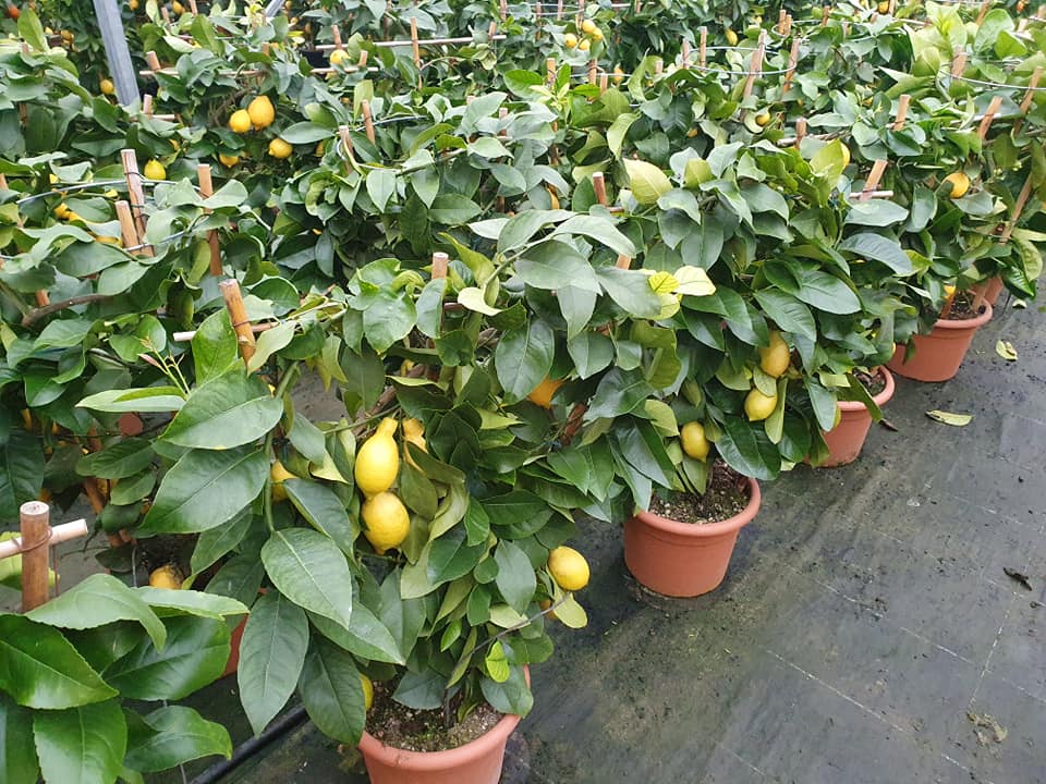 Alberi da frutto Atena Lucana