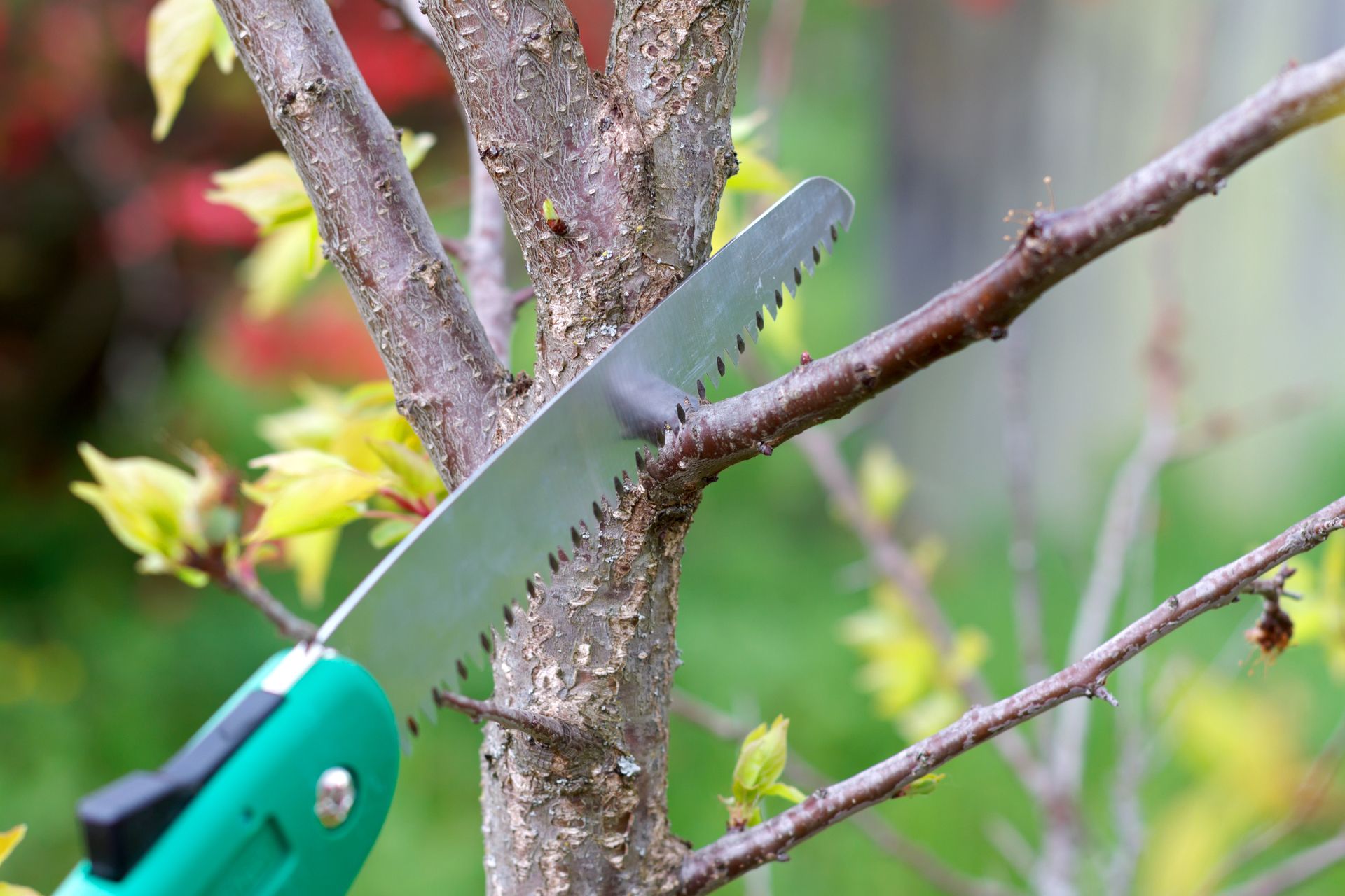 attrezzature per giardinaggio Atena Lucana