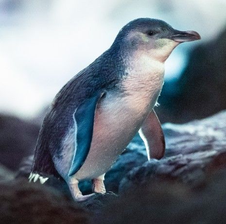 Bay City Motor Lodge - little blue penguins