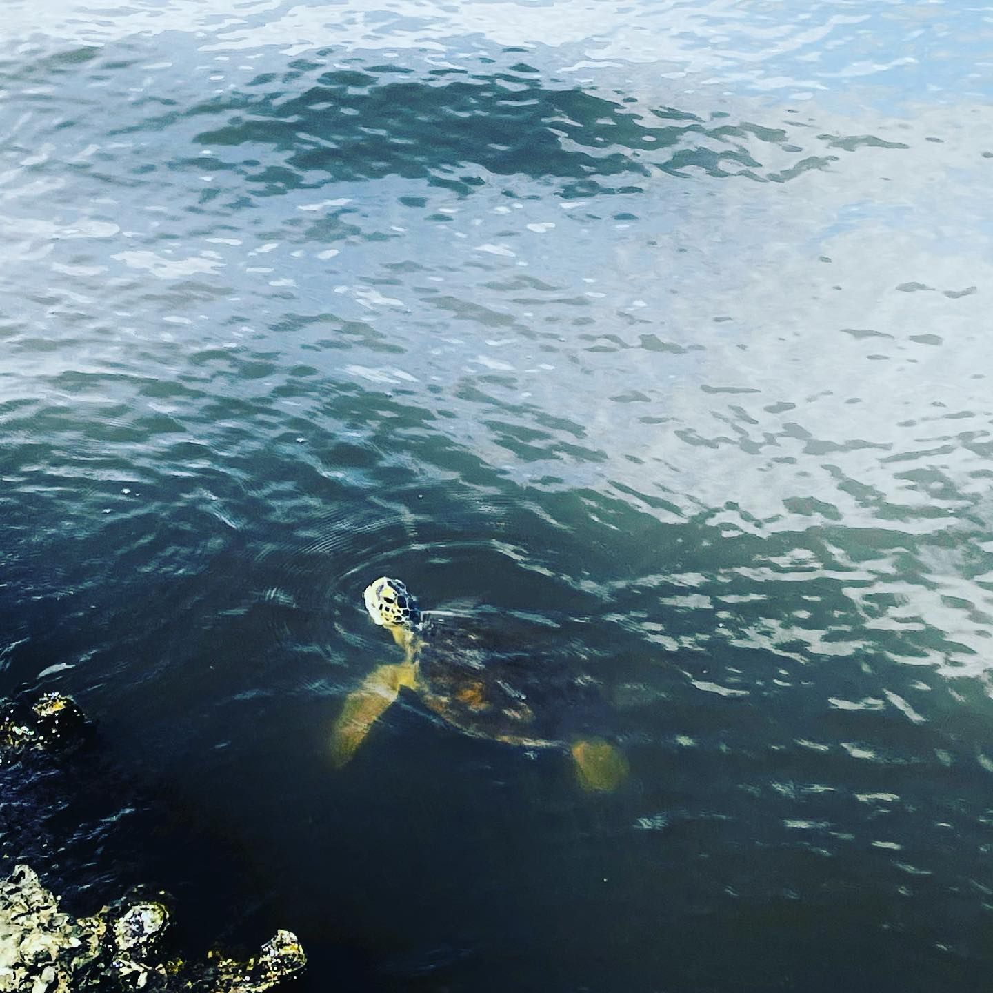 A turtle is swimming in the ocean near a rock