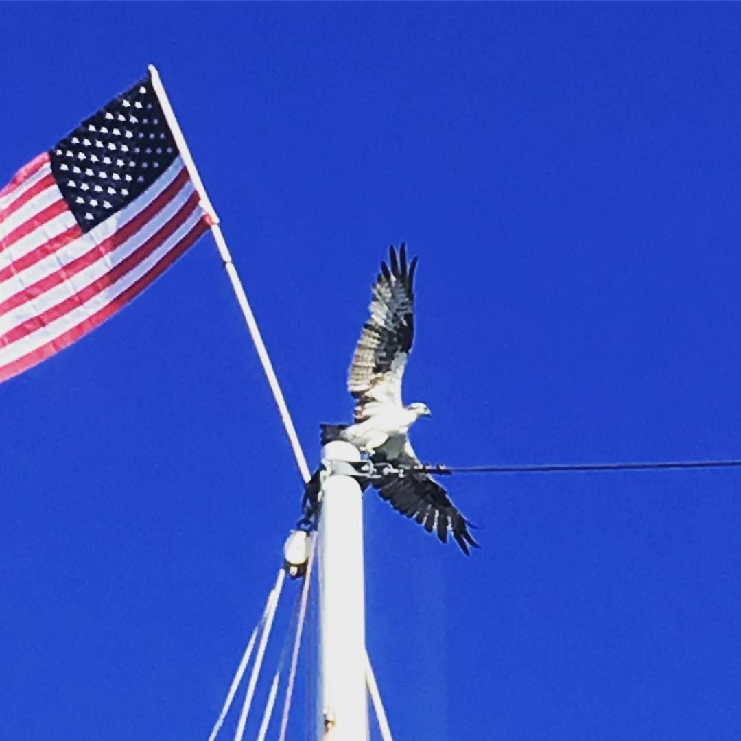 An american flag is flying next to a bird on a pole