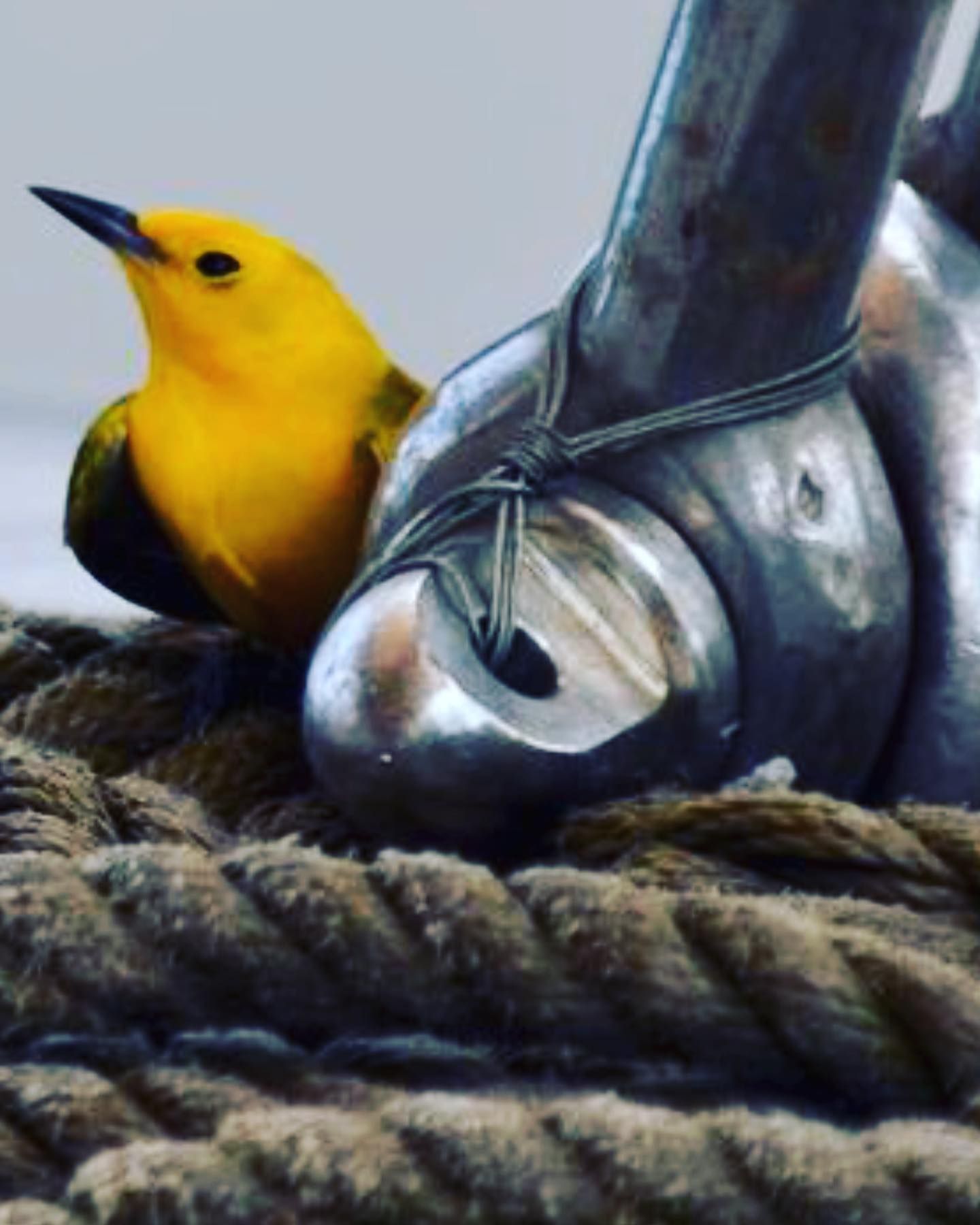A yellow bird is perched on a metal object