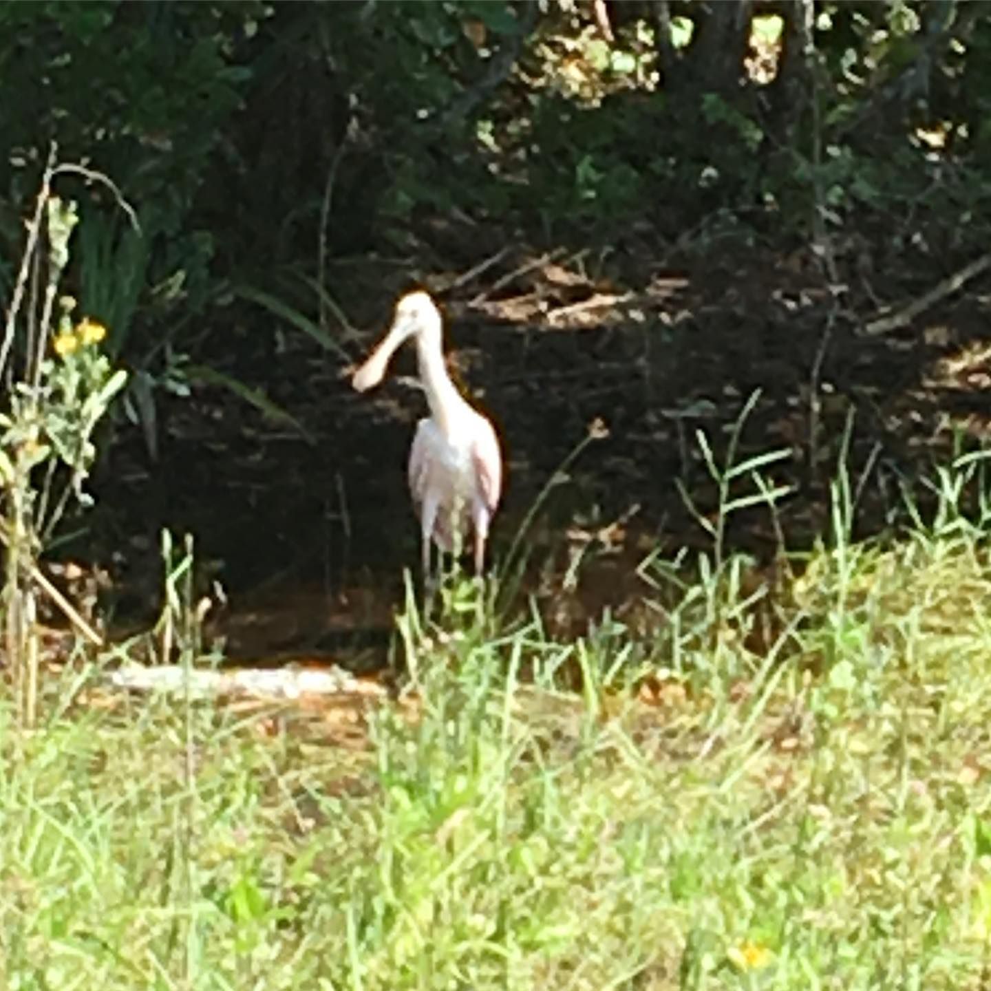 A white bird with a long beak is standing in the grass
