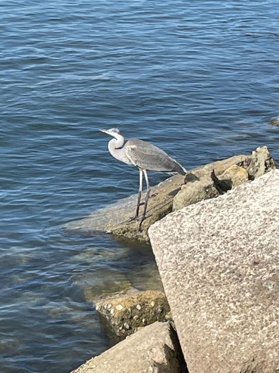 An egret is standing on a rock near the water.