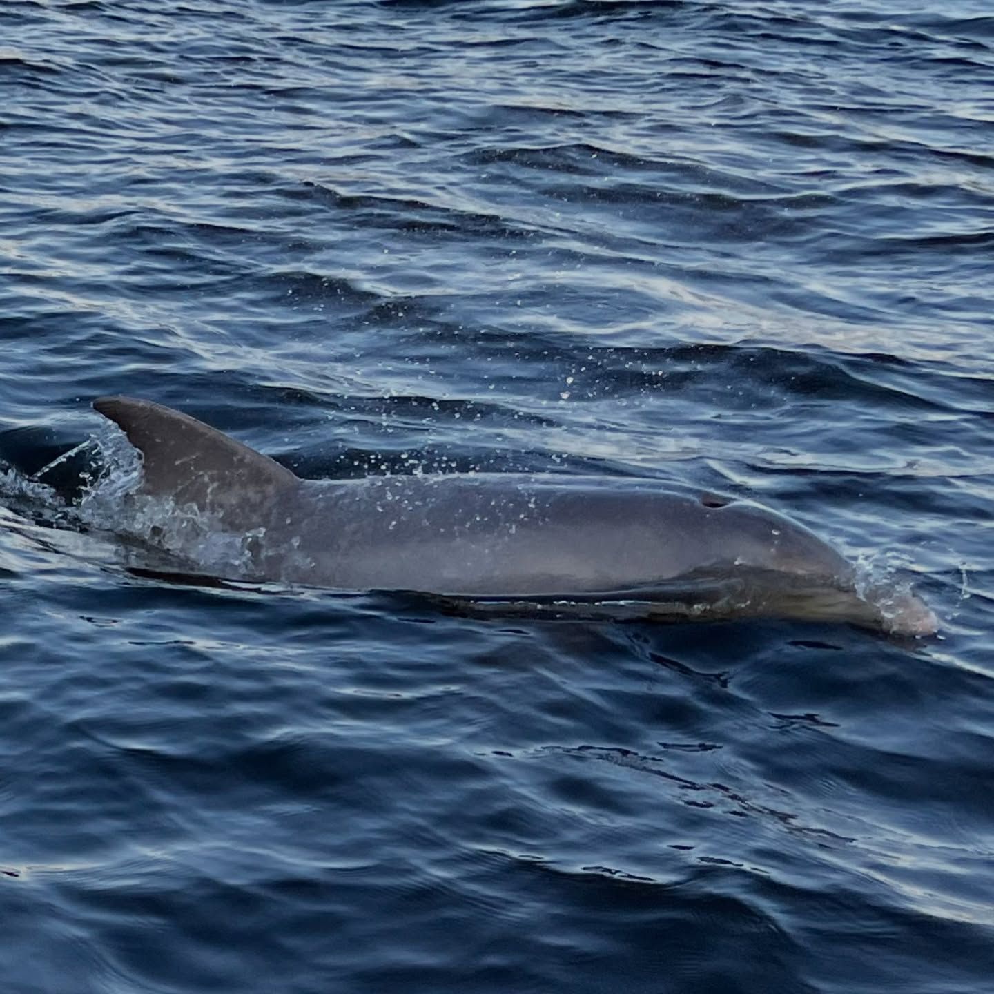 Dolphin in Stuart
