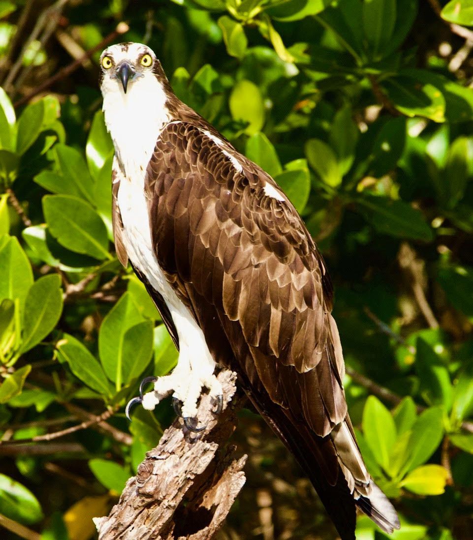 Osprey perched on a tree branch on our morning cruise