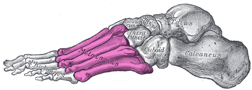 Skeleton of left foot. Metatarsal bones shown in purple.