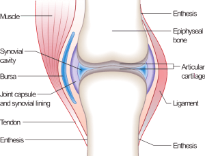 Diagram of a typical joint.