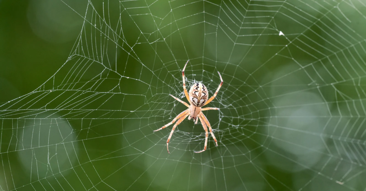 Que hacer ante la picadura de una araña violinista