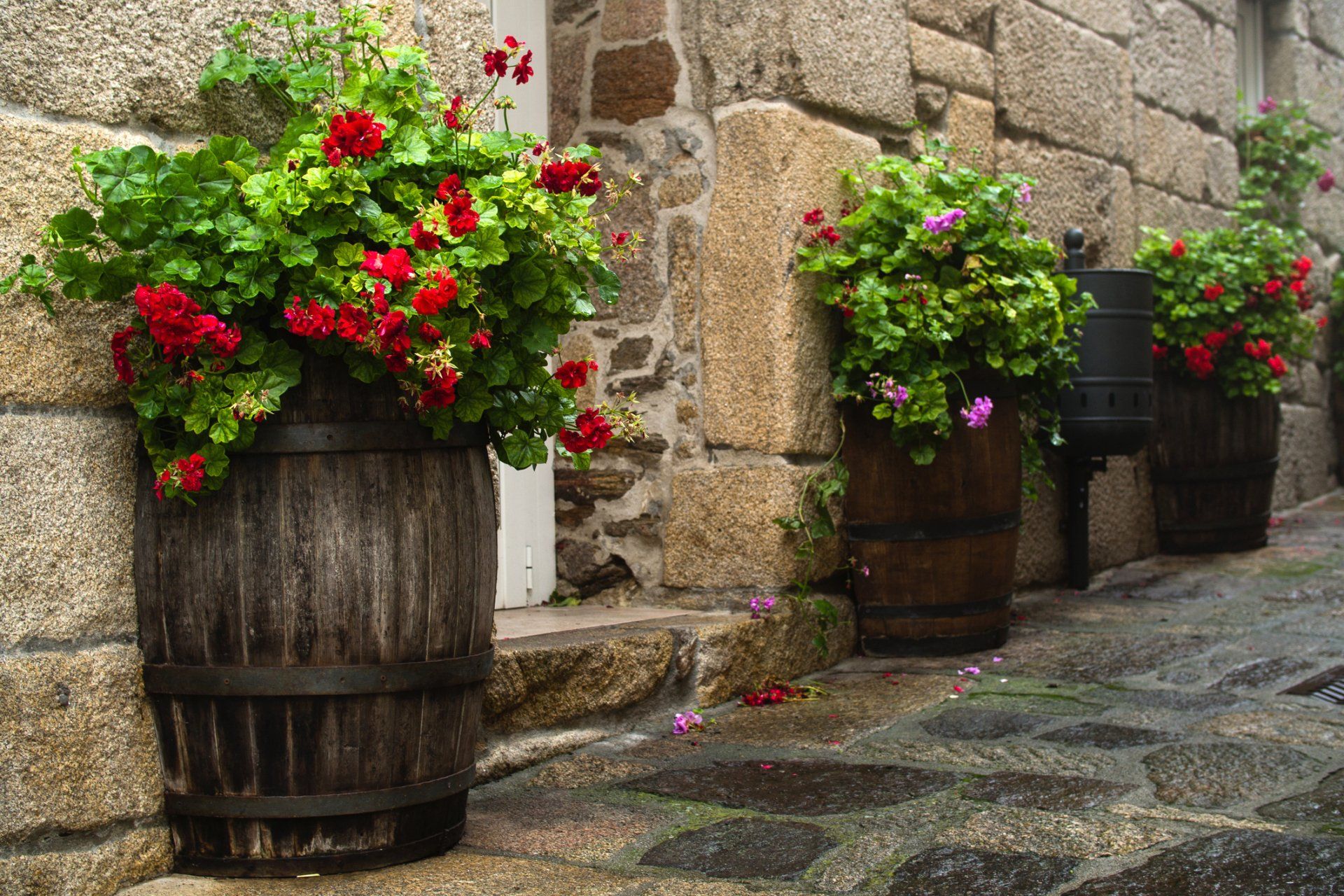 Wine Barrel planters made from Used Wine Barrels from Napa Valley Wine Barrels call 714-767-1885