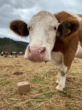 Tastets de formatge del Ripollès