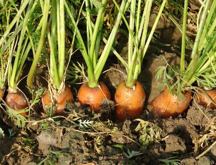 Precision sowing with Bassi seeders