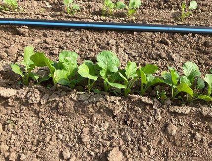 manual precision seed drills Bassi Seminatrici