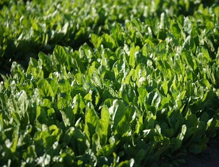 precision trailed seed drills
