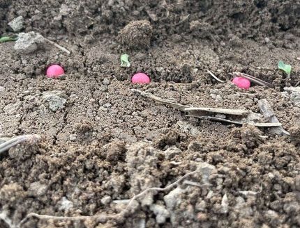self-propelled precision seed drills